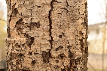Common Tree Diseases in South Carolina & How to Treat Them main image