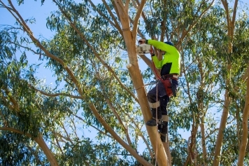 The Importance of Hiring a Certified Arborist for Tree Care main image