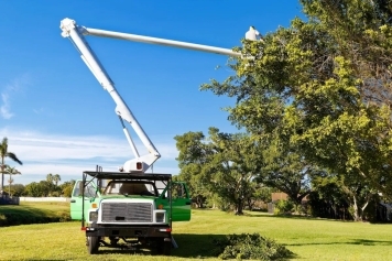 How to Prepare Your Trees for Hurricane & Storm Season main image