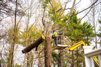Why DIY Tree Removal Can Be Dangerous (And What to Do Instead) main image