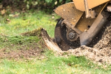 Stump Grinding vs. Stump Removal: Which Option Is Best for You? main image