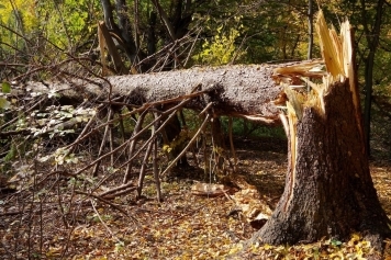 Emergency Tree Removal: What to Do After a Storm main image