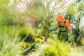 How to Choose the Right Tree Service Company in Columbia, SC main image