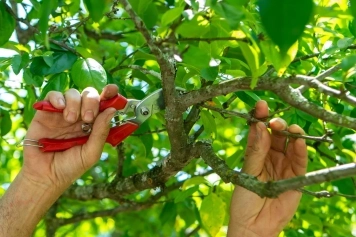 The Benefits of Regular Tree Trimming for a Healthy Landscape main image