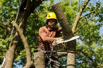 Top Signs It’s Time to Remove a Tree from Your Property main image