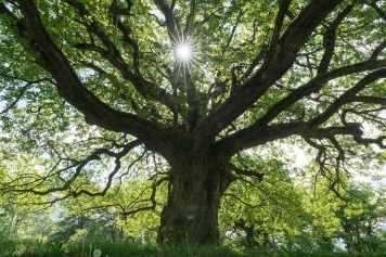 How Overgrown Trees Can Damage Your Home & What to Do About It main image