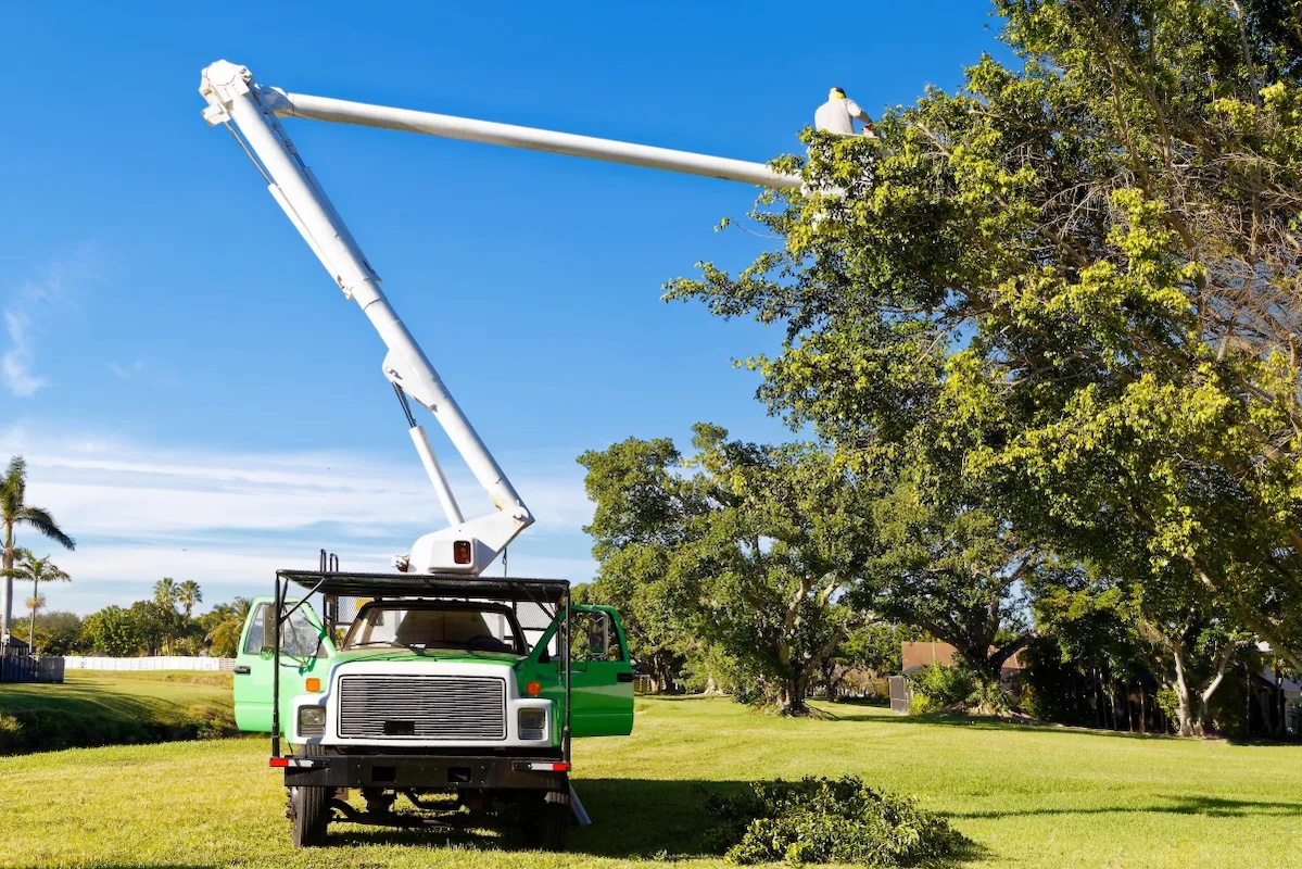 How to Prepare Your Trees for Hurricane & Storm Season hero image